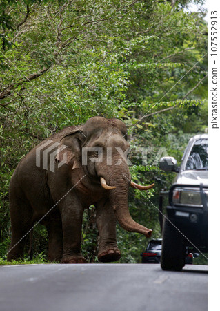 beautiful male ivory elephant in KhaoYai National Park, one of the most important natural sanctuaries in Thailand. beautiful male ivory elephant in KhaoYai National Park, one of the most important natural sanctuaries in Thailand. 107552913
