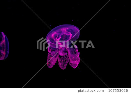 Shooting macro Medusa Mastigias papua underwater 107553026