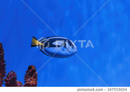 macro photography underwater paracanthurus hepatus 107553034