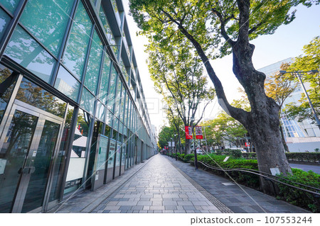 Omotesando zelkova trees in autumn (Shibuya Ward, Tokyo) 107553244