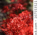 簇狀蜘蛛百合的特寫 107553521