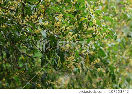 Sweetly fragrant autumn flowers of ginmokusei Sweetly fragrant autumn flowers of ginmokusei 107553742