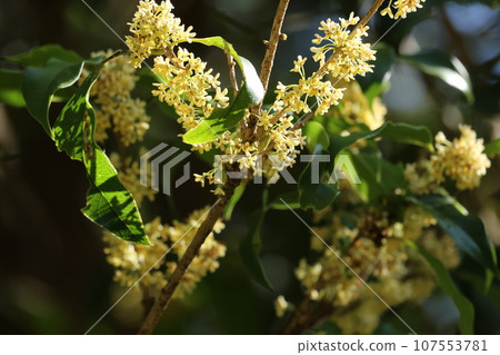 Sweetly fragrant autumn flowers of ginmokusei 107553781