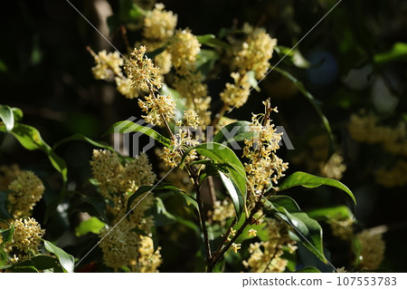 Sweetly fragrant autumn flowers of ginmokusei Sweetly fragrant autumn flowers of ginmokusei 107553783