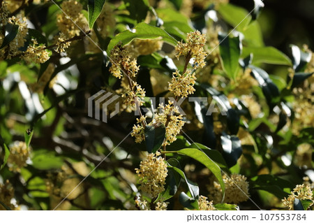 Sweetly fragrant autumn flowers of ginmokusei Sweetly fragrant autumn flowers of ginmokusei 107553784