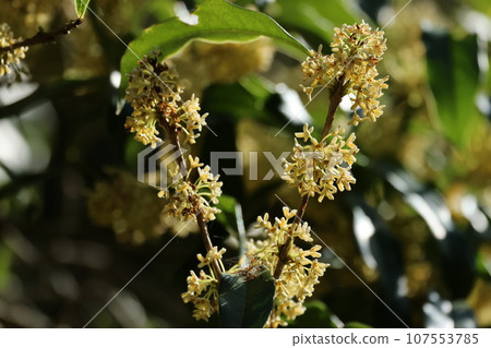 Sweetly fragrant autumn flowers of ginmokusei Sweetly fragrant autumn flowers of ginmokusei 107553785