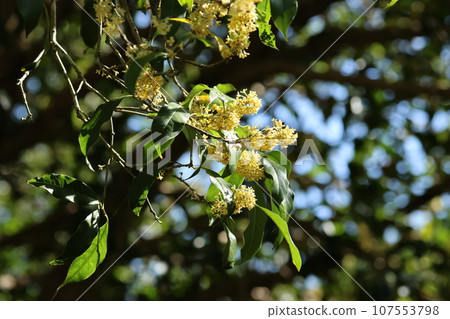 Sweetly fragrant autumn flowers of ginmokusei Sweetly fragrant autumn flowers of ginmokusei 107553798