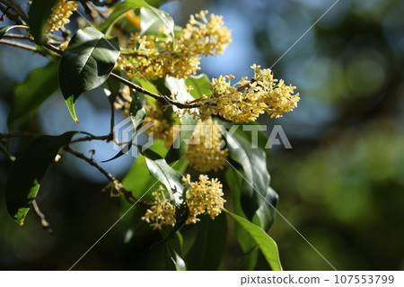 Sweetly fragrant autumn flowers of ginmokusei Sweetly fragrant autumn flowers of ginmokusei 107553799