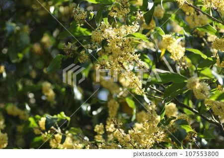 Sweetly fragrant autumn flowers of ginmokusei Sweetly fragrant autumn flowers of ginmokusei 107553800