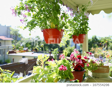 Flowers in pots on the balcony window sill window spring background 107554206