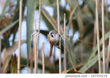 Various bearded reedling (Panurus biarmicus) 107554254