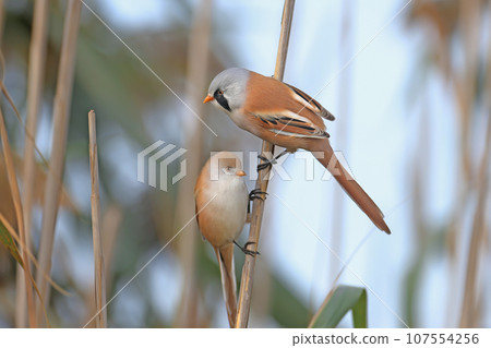 Various bearded reedling (Panurus biarmicus) 107554256