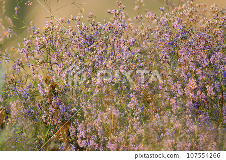 Tripolium pannonicum 107554266