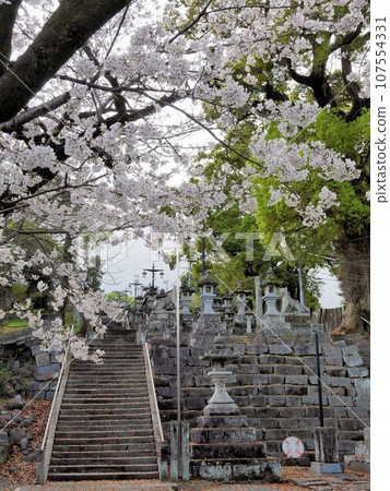 Stone stairs and cherry blossoms at Honmyoji Temple, Kumamoto City Stone stairs and cherry blossoms at Honmyoji Temple, Kumamoto City 107554331