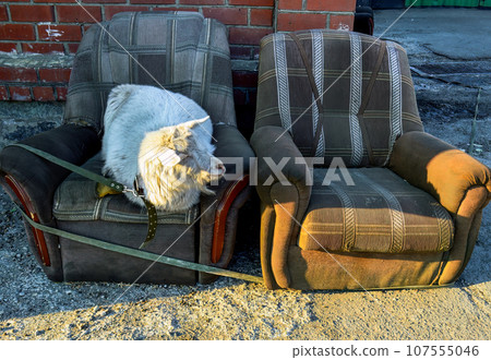 Two old shabby ugly armchairs with laying white hornless goat in the centre of city Vladivostok, Russia 107555046