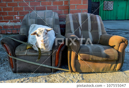 Two old shabby ugly armchairs with laying white hornless goat in the centre of city Vladivostok, Russia 107555047