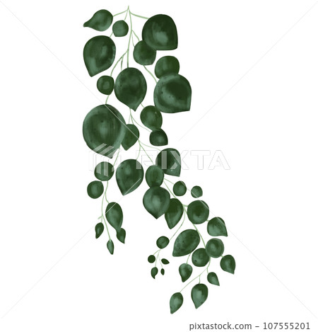 Watercolor succulent ragus rowley isolated on white background. Botanical illustration of a colorful plant. Hand drawn succulent for wedding design 107555201
