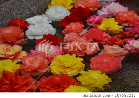 深代植物園溫室裡漂浮在水中的花朵 107555215