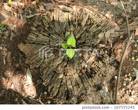 New shoots that grew on stumps New shoots that grew on stumps 107555245