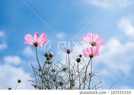 Three pink cosmos blooming against the blue sky Three pink cosmos blooming against the blue sky 107555339