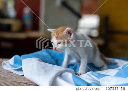 Small pretty kitten, on blue background Small pretty kitten, on blue background 107555456