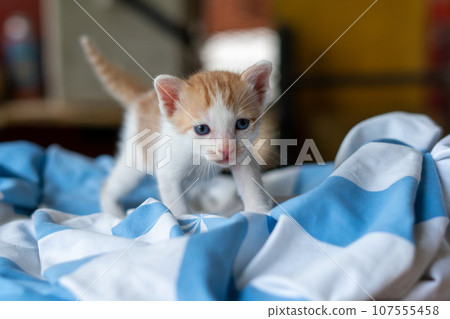 Small pretty kitten, on blue background 107555458