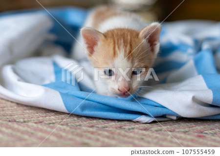 Small pretty kitten, on blue background Small pretty kitten, on blue background 107555459