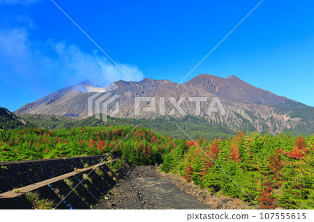 [Kagoshima Prefecture] Sunny Sakurajima Showa Crater and Showa Lava Area 107555615