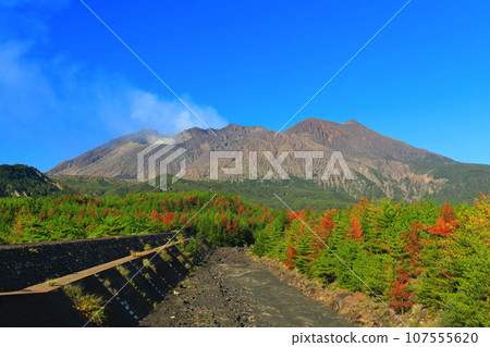 [Kagoshima Prefecture] Sunny Sakurajima Showa Crater and Showa Lava Area 107555620