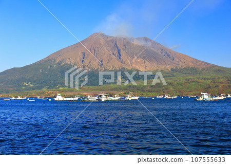 [Kagoshima Prefecture] Sakurajima on a clear day seen from Tarumi 107555633