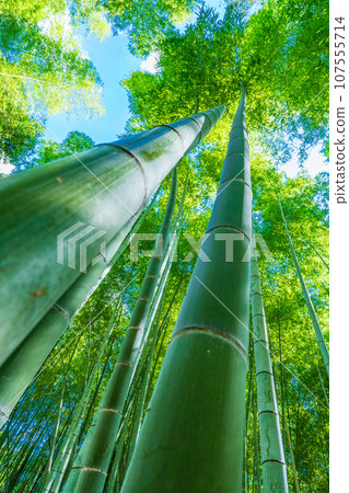 Bamboo forest, Muko City, Kyoto Prefecture Bamboo forest, Muko City, Kyoto Prefecture 107555714