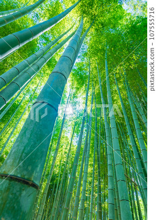 Bamboo forest, Muko City, Kyoto Prefecture Bamboo forest, Muko City, Kyoto Prefecture 107555716