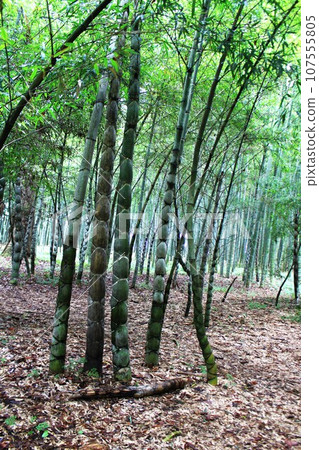 Kameko Bamboo Bamboo Forest Kameko Bamboo Bamboo Forest 107555805