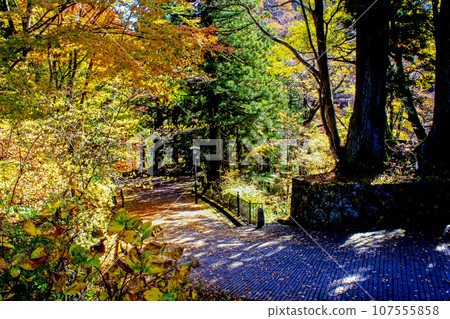 [Tochigi] Autumn Nikko, Old Nikko Kaido Road with autumn leaves 107555858