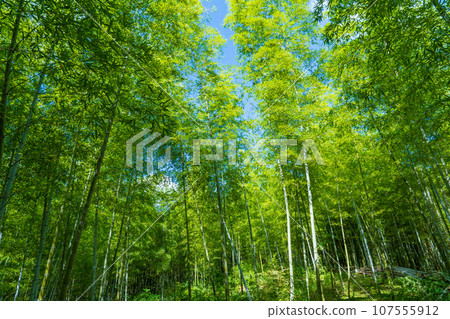 Muko City, Kyoto Prefecture Bamboo Path Bamboo Forest Muko City, Kyoto Prefecture Bamboo Path Bamboo Forest 107555912