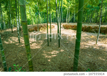 京都府向日市、竹林、竹林、竹田 京都府向日市、竹林、竹林、竹田 107555914
