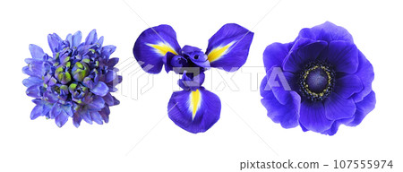 Set of different blue flowers (hyacinth, anemone, iris) isolated on white. Top view. Set of different blue flowers (hyacinth, anemone, iris) isolated on white. Top view. 107555974