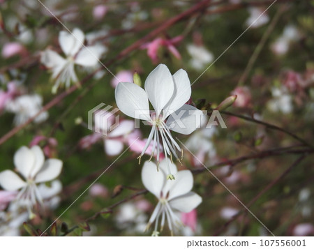 Gaura（月見草科的4片花瓣） 107556001