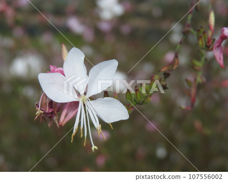 Gaura（月見草科的4片花瓣） 107556002