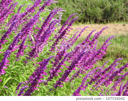 Amethyst Sage (Mexican Sage) 107556042