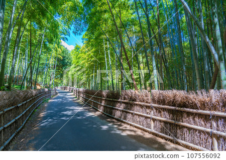 Muko City, Kyoto Prefecture Bamboo Path Takegaki and Bamboo Forest 107556092