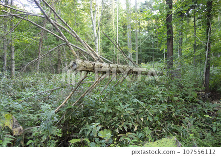 [Hokkaido] A rotten and fallen tree 107556112