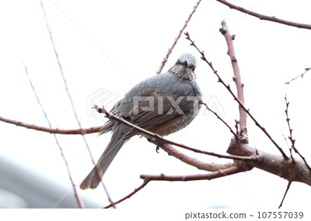 布朗有耳的白頭翁在樹枝上 布朗有耳的白頭翁在樹枝上 107557039