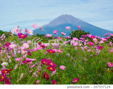 (Shizuoka Prefecture) Cosmos and Mt. Fuji on Panorama Road, Susono City (Shizuoka Prefecture) Cosmos and Mt. Fuji on Panorama Road, Susono City 107557124