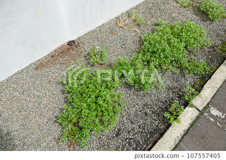 一叢馬齒莧? 一叢馬齒莧? 107557405