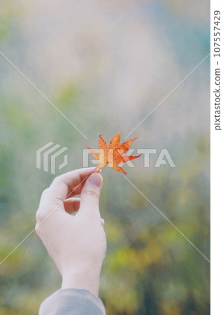 Hand holding autumn leaves 107557429