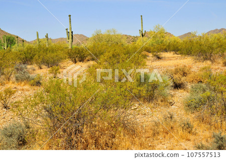 San Tan Mountains Sonora Desert Arizona 107557513
