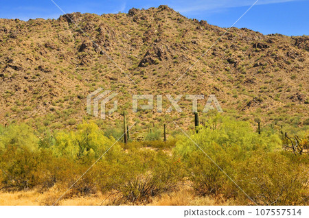 San Tan Mountains Sonora Desert Arizona 107557514