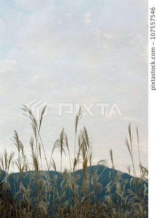 Clouds over the mountains and pampas grass 107557546