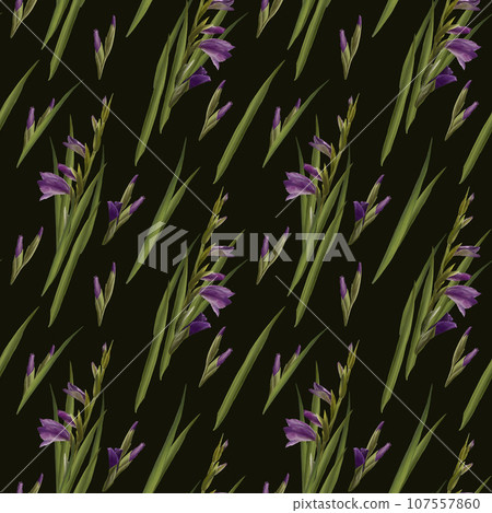 Watercolor gladioluses plant seamless pattern, hand drawn floral illustration of violet flowers buds and leaves. Isolated, dark background.Repeating design for print, wallpaper, wrapping paper textile 107557860